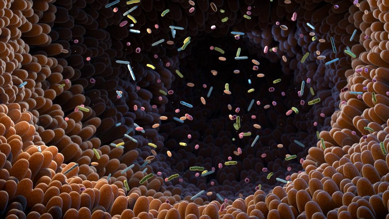 FitSpot - Microbiome, Our Second Brain - June 2024
