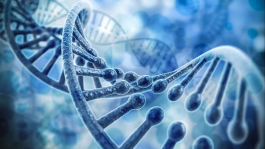 FitBit - The Epigenetic Edge in Training - July 2025