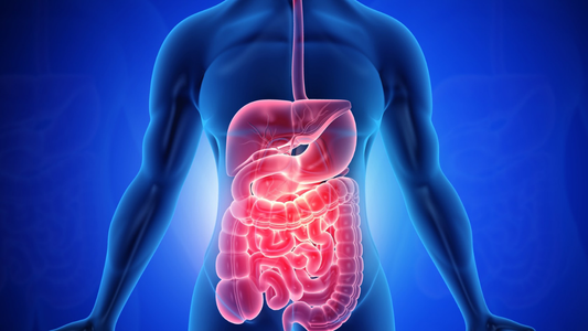 FitBit - The Exercise-Gut Axis - July 2026