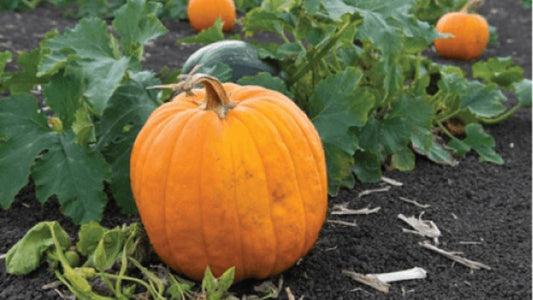 FitBit - Pumpkin: Brimming with Goodness - October 2024