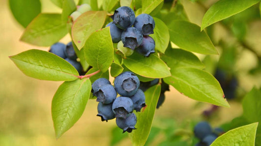 FitBit - Superfood: Blueberries - February 2022